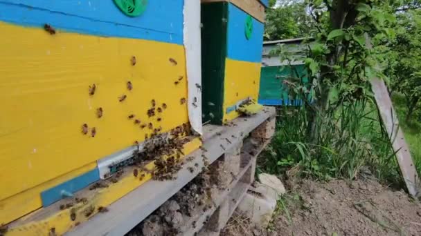 蜂の巣の周りを飛んでいる大きな蜂のコロニー、ミツバチの活動的な生活、生態系の趣味、蜂蜜の生産、庭のリンゴの近景、最初の飛行を行う新しい若い蜂 — ストック動画