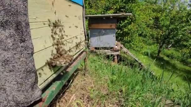 蜂の巣の周りを飛んでいる大きな蜂のコロニー、ミツバチの活動的な生活、生態系の趣味、蜂蜜の生産、庭のリンゴの近景、最初の飛行を行う新しい若い蜂 — ストック動画