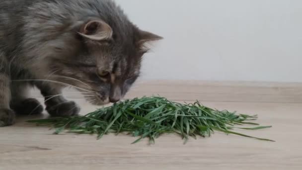 Vista de gato gris doméstico adulto comiendo hierba verde, comida saludable para gatitos, dieta de cuidado de la salud para gatos, nutrición de vitaminas frescas, alimentación natural contra pelotas, tratamiento a base de hierbas — Vídeos de Stock