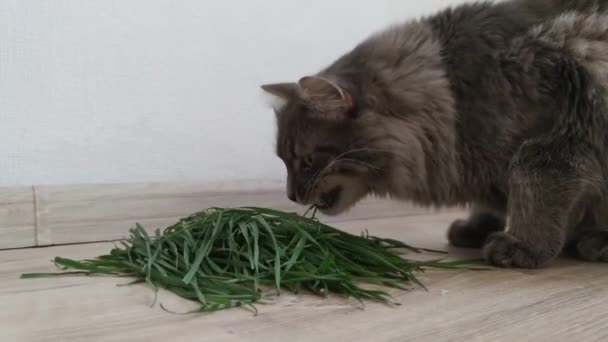 Widok dorosłego kota domowego jedzącego zieloną trawę, zdrowe jedzenie dla kotów, dieta zdrowotna dla kotów, żywienie świeżych witamin, naturalne karmienie kulek do włosów, zabieg ziołowy — Wideo stockowe