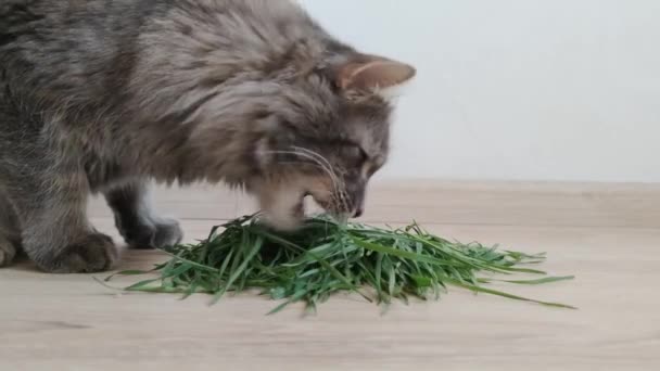 Vista del gatto domestico grigio adulto che mangia erba verde, cibo sano per gattini, dieta sanitaria per gatti, nutrizione di vitamine fresche, alimentazione naturale contro le palle di pelo, trattamento a base di erbe — Video Stock