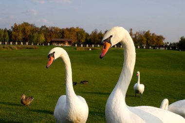 Güzel beyaz kuğu kameraya yakından bakıyor. Sonbaharda Ukrayna parkında yeşil çayırdaki vahşi kuşun portresi.
