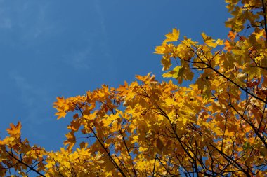 Avrupa parkında güneşli bir günde, sonbaharda turuncu renkli yaprakların ve açık mavi gökyüzünün görüntüsü, metin, kopya alanı, duvar kağıdı, kapak tasarımı, kartpostal, poster için yatay görüntü