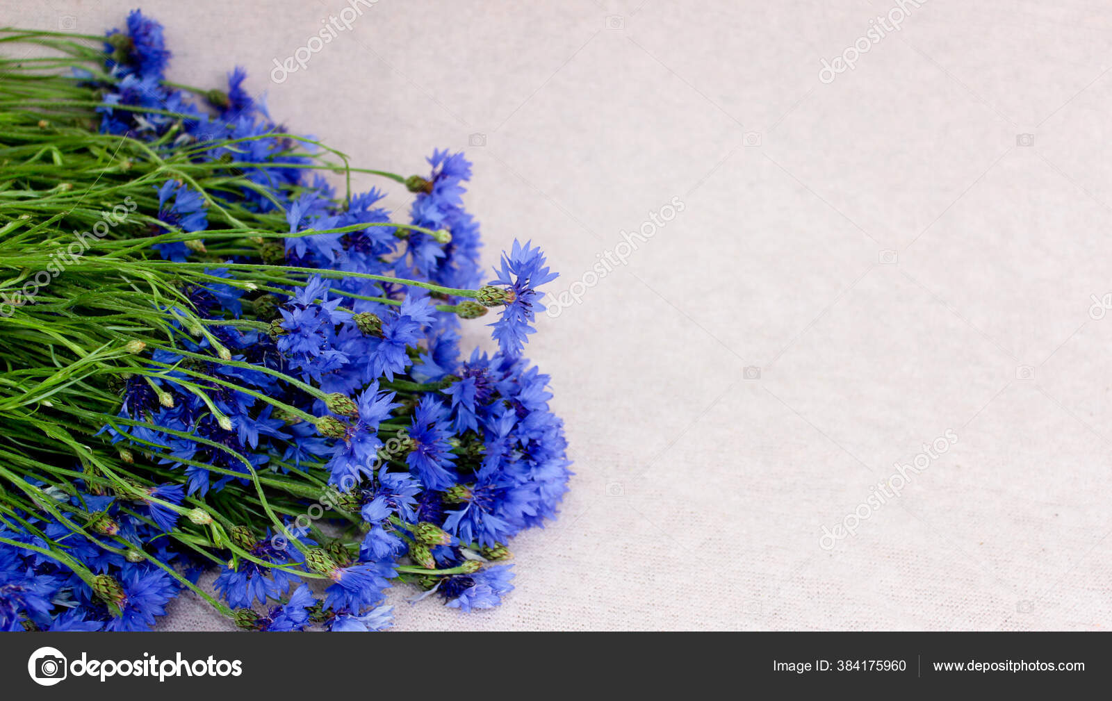Beau Bouquet De Fleurs De Bluet Pose Sur Fond Rose Bouquet De Bleuet Avec Espace De Beau Bouquet De Fleurs De Bluet Pose Sur Fond Rose Bouquet De Bleuet Avec Espace De