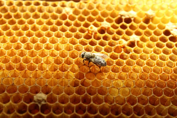 Κοντινή θέα από την κορυφή πάνω από το νεογέννητο μέλισσα μέσα κυψέλη στο πλαίσιο με μέλι, νεαρή μέλισσα ψάχνει για φαγητό, πίσω όψη, ουκρανική καρπάθια μέλισσα μεταμόρφωση — Φωτογραφία Αρχείου