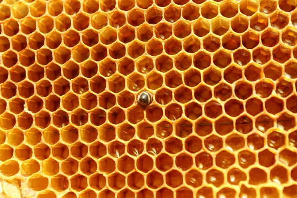 Vista de perto a partir do topo sobre a abelha recém-nascida dentro da colmeia no quadro com mel, abelha jovem à procura de comida, visão traseira, metamorfose de abelha cárpatos ucranianos — Fotografia de Stock