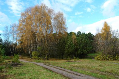 Sonbahar Orman ve yol