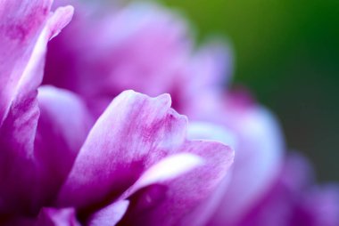 mor çiçekler yeşil arka plan