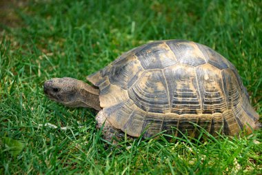 Kaplumbağa çimlerin üzerinde