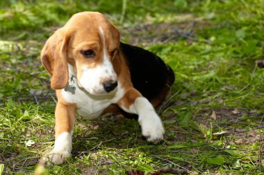 Beagle köpek yavrusu yeşil çim üzerinde oynuyor