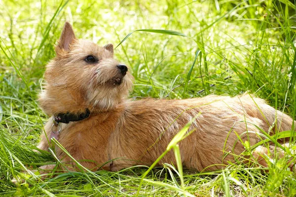 Norwich terrier på grönt gräs i trädgården — Stockfoto