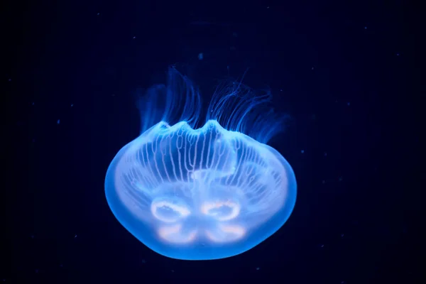 Medusas iluminadas com luz azul nadando em aquário. Medusa de cabeça para baixo — Fotografia de Stock