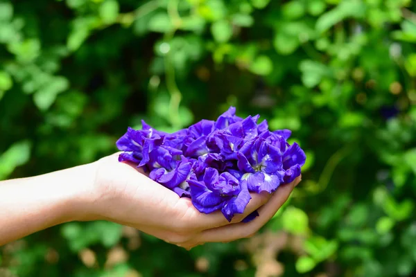 Kezében Pillangó Borsó Virágok Zöld Természetes Háttér — Stock Fotó