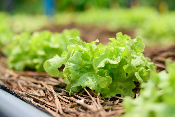 Hydroponic vegetable farm, Agriculture and food concept. (Green oak Lettuce salad)