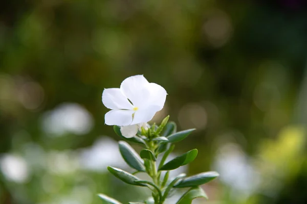 Abstrakte Weiße Blume Mit Bokeh Licht Aus Der Natur — Stockfoto