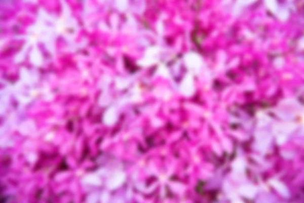 Pink Orchid Background Decoration — Stock Photo, Image