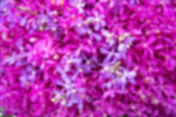 Orchidée Rose Pour Décoration Fond — Photo