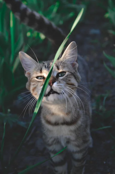 Katt Leker Med Gräs — Stockfoto