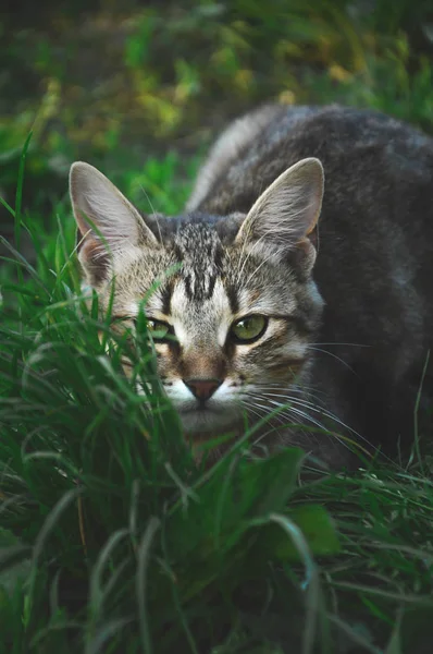 Gato Escondido Grama Verde — Fotografia de Stock