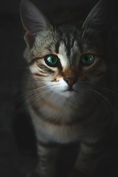 Katt Med Vackra Ögon Tittar Kameran — Stockfoto