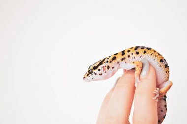 Kertenkele beyaz arka planda elinde