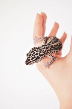 Kertenkele beyaz arka planda elinde