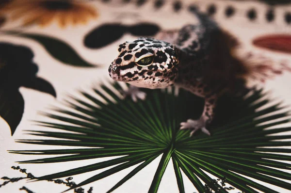 Lagarto Sobre Fondo Verde Natural — Foto de Stock