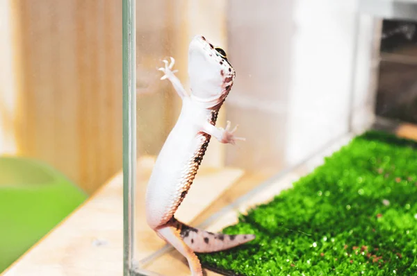 Lizard Sunbathe Terrarium — Stock Photo, Image