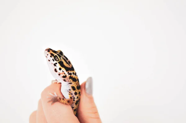 Lagarto Mão Fundo Branco — Fotografia de Stock