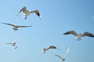 Sahilde denizde martı