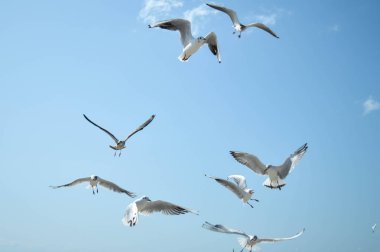 Sahilde denizde martı