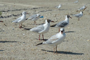 Sahilde denizde martı