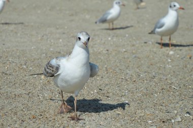 Sahilde denizde martı