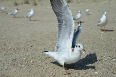 Sahilde denizde martı