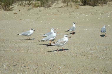 Sahilde denizde martı
