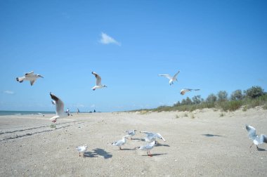 Sahilde denizde martı