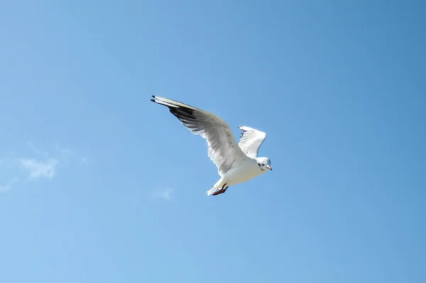 海鸥在海边的海滩 — 图库照片