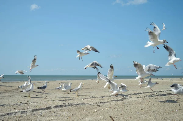 海鸥在海边的海滩 — 图库照片