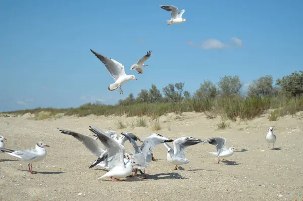 Mouette à la mer sur la plage — Photo