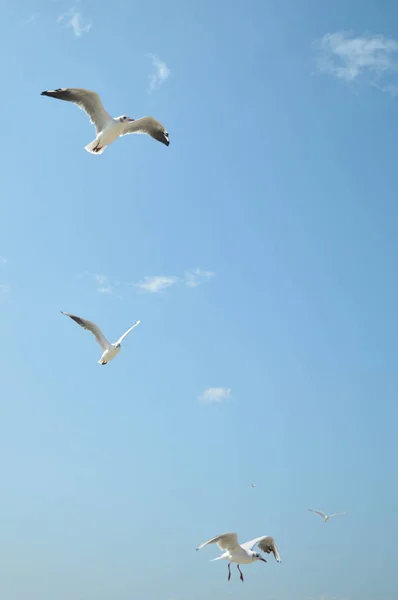 海鸥在海边的海滩 — 图库照片