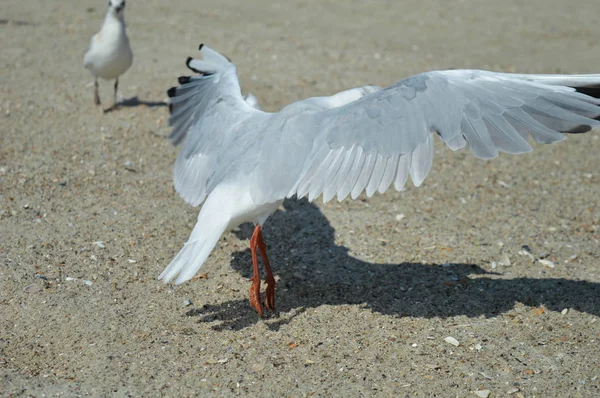 Gaviota en el mar en la playa — Foto de Stock