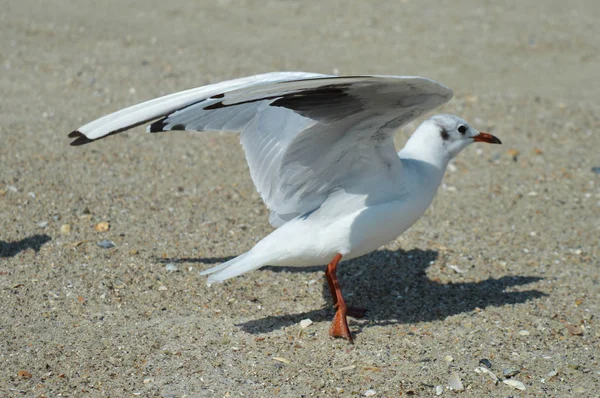 Mouette à la mer sur la plage — Photo