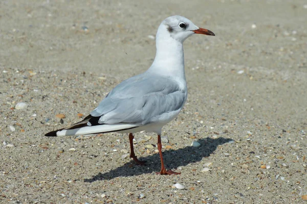 Gaviota en el mar en la playa — Foto de Stock