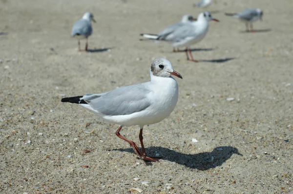 Seagull na morzu na plaży — Zdjęcie stockowe