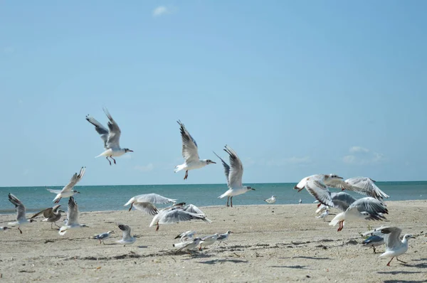 Mouette à la mer sur la plage — Photo