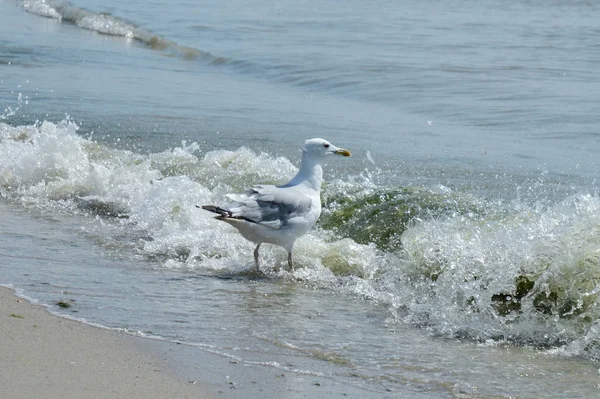 Gaviota en el mar en la playa — Foto de Stock