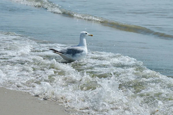 Mouette à la mer sur la plage — Photo