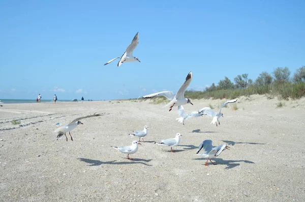 Mouette à la mer sur la plage — Photo