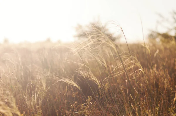 Beautiful Nature Sunset Prairie Landscape. Background Wild Sunny Field. Soft warm light.