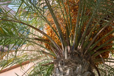 Hurma olgunlaşmış meyve ile